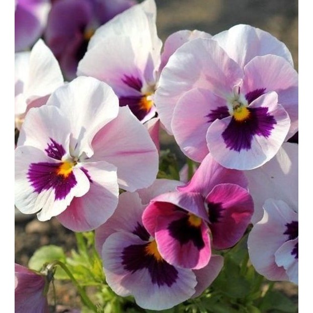 50 เมล็ด ดอกหน้าแมว ดอกแพนซี่ (Pansy Seeds) สายพันธุ์ Tutti Frutti