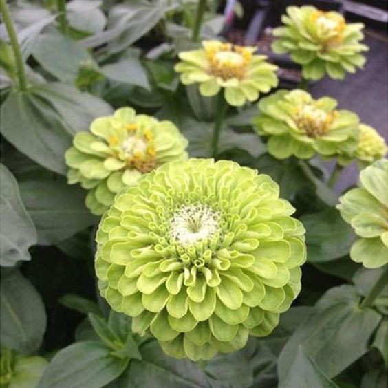 100 เมล็ด บานชื่น บานชื่นฝรั่ง Zinnia Seeds สายพันธุ์ Zinnia Envy