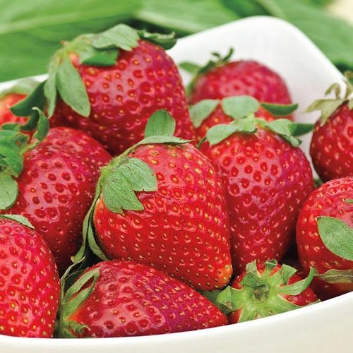 30 เมล็ด สตอร์เบอรี่ สตรอว์เบอร์รี กรอบ ใหญ่ หวานฉ่ำ Strawberry Seeds สายพันธุ์ Albion Everbearing