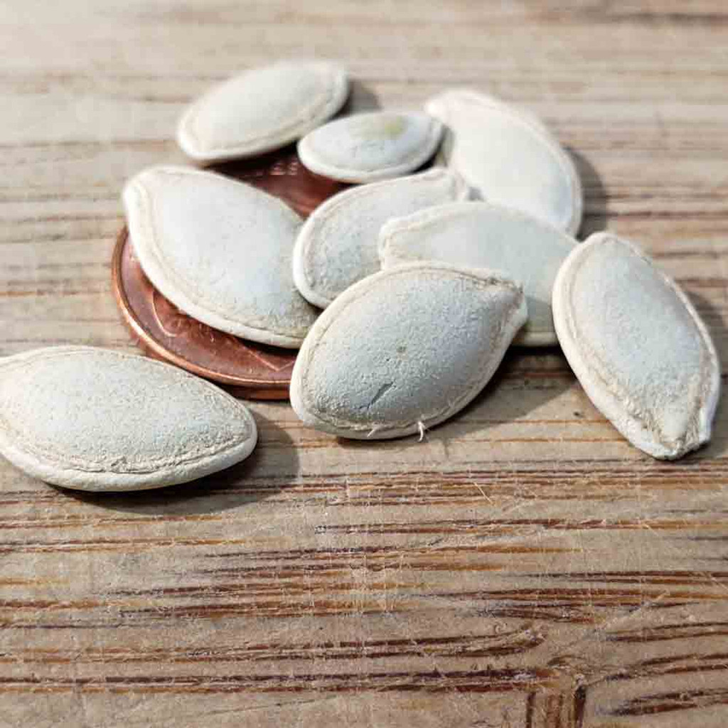 10 เมล็ด ซูกินี บวบฝรั่ง หรือ คอร์เกตต์ courgette Zucchini Seeds สายพันธุ์ Aeronaut ราคา ถูกที่สุด ดีลบีเคเค แกลเลอรีภาพที่ 2