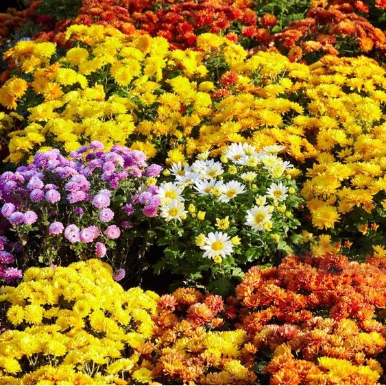 100 เมล็ด เบญจมาศ Chrysanthemum Seeds สายพันธุ์ Mixed Color