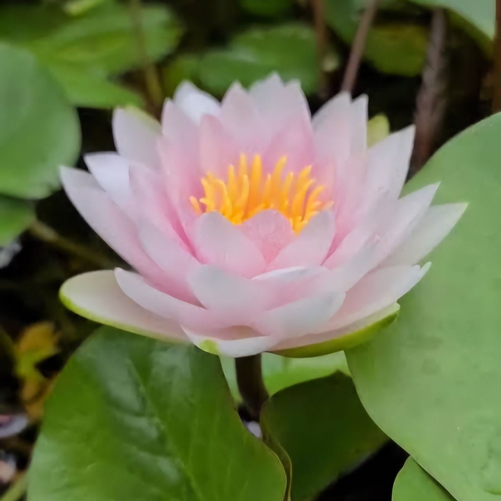 5 เมล็ด เมล็ด ดอกบัว บัว สัตตบงกช สัตตบุษบ์ อุบล ปทุมชาติ บัวฝรั่ง Lotus Seeds สายพันธุ์ มาดามวิลฟรอน