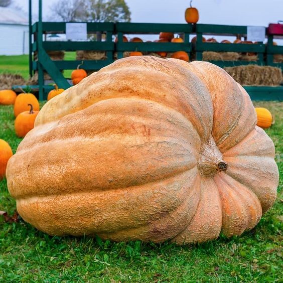 10 เมล็ด ฟักทองยักษ์ พันธุ์ แอตแลนติก ให้ได้ผลใหญ่ยักษ์ Atlantic Giant Pumpkin