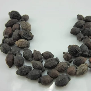 10 เมล็ด ดอกมะลิ ดอกไม้มีกลิ่นหอม Jasmine Seeds ดอกซ้อน