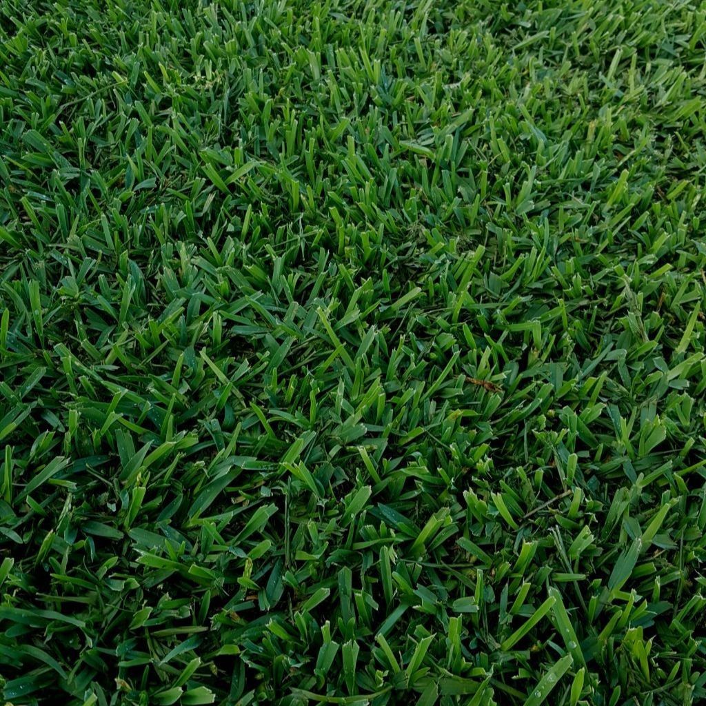 1000 เมล็ด หญ้า หญ้าสนาม หญ้าประดับสวน Grass Seeds สายพันธุ์ หญ้าไทเป Broadleaf Carpet Grass