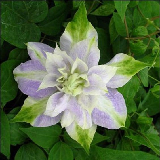 30 เมล็ด คำปองน้อย เคล็มแม็ททิส ราชินีแห่งไม้เลื้อย Clematis Flower Seeds สายพันธุ์ Crystal Fountain