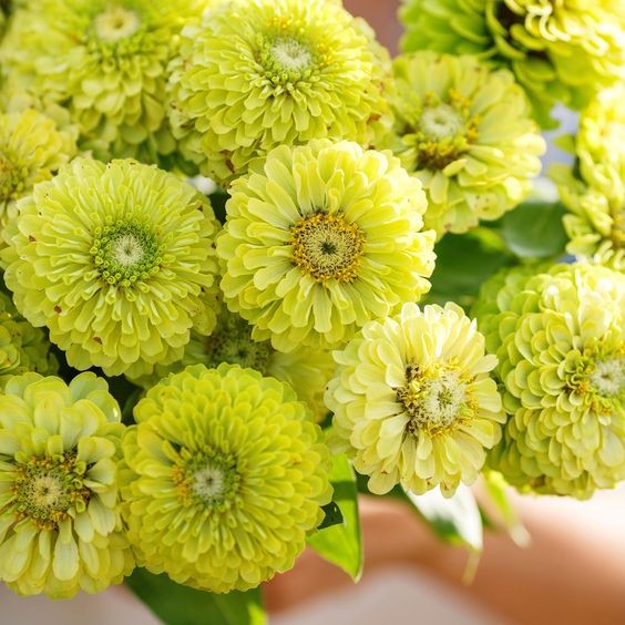 50 เมล็ด บานชื่น บานชื่นซ้อน Zinnia Seeds สายพันธุ์ Envy