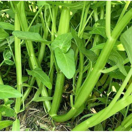 200 เมล็ด ผักบุ้ง ผักทอดยอด กำจร Convolvulaceae Seeds NON-GMO สายพันธุ์ ผักบุ้งแก้วแตกกอ