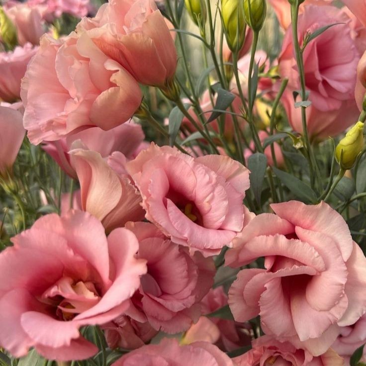 20 เมล็ด ลิเซียนทัส กุหลาบไร้หนาม กุหลาบเวียดนาม อัสโตม่า Eustoma ดอกสีชมพู