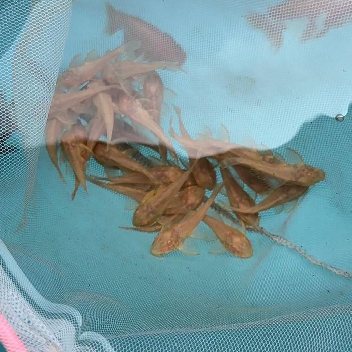 Gibbeiceps Pleco Albino Pleco L083 ปลากิบบ์icep ดั้งเดิม 100%