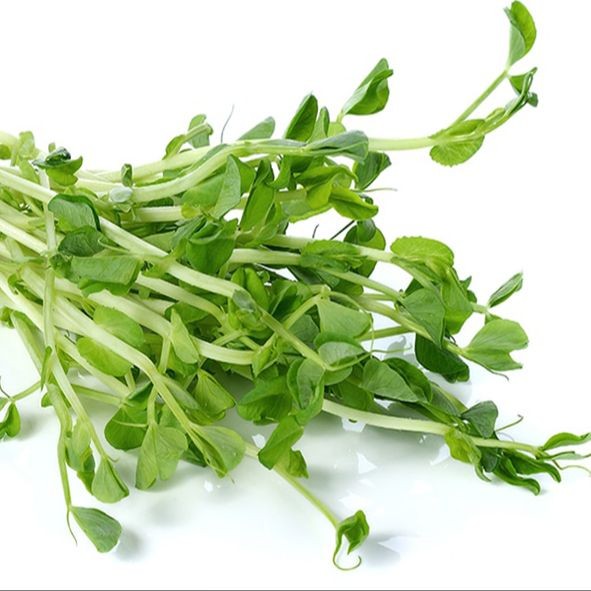 40 เมล็ด ผักโต้วเหมี่ยว ต้นอ่อนโตวเหมี่ยว ต้นอ่อนถั่วลันเตา Vegetable Seeds