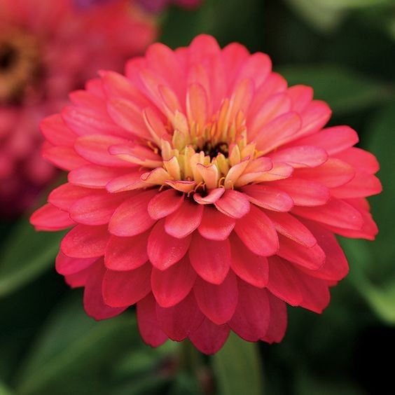 50 เมล็ด เมล็ดดอกไม้ บานชื่น บานชื่นซ้อน ความหมาย ความเบิกบานมีความสุข Zinnia Seeds สายพันธุ์ Salmon