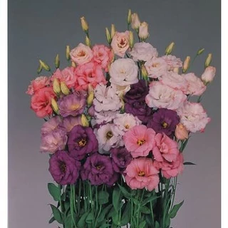 20 เมล็ด ลิเซียนทัส กุหลาบไร้หนาม กุหลาบเวียดนาม อัสโตม่า Eustoma ดอกสีม่วงเข้ม