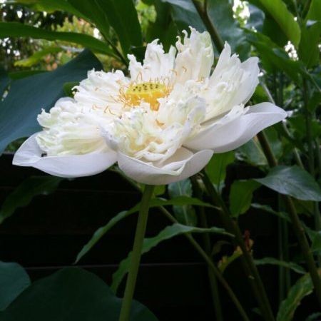 5 เมล็ด  ดอกบัว บัว สัตตบงกช สัตตบุษบ์ ปทุมชาติ บัวฉัตร บัวหลวง Lotus Seeds สายพันธุ์ บัวฉัตร สีขาว