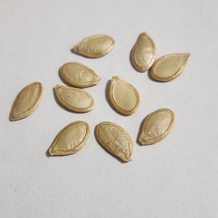 10 เมล็ด ซูกินี บวบฝรั่ง หรือ คอร์เกตต์ courgette Zucchini Seeds สายพันธุ์ Aeronaut ราคา ถูกที่สุด ดีลบีเคเค แกลเลอรีภาพที่ 3