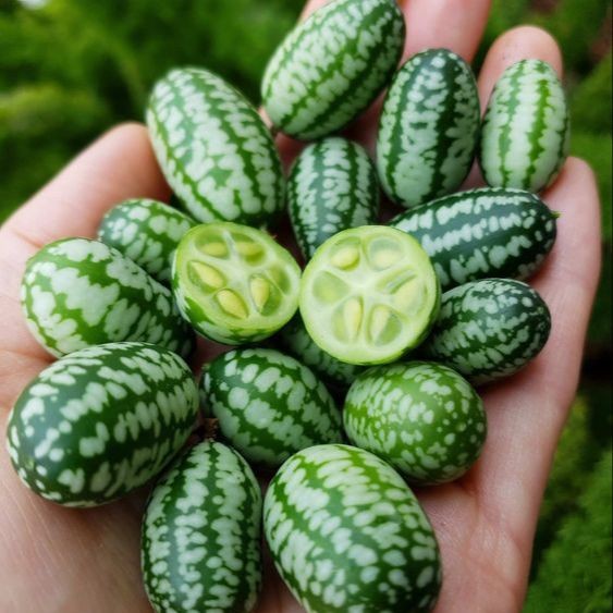 20 เมล็ด แตงกวา เมล็ดผักสวนครัว ผักออแกนิค Cucumber Seeds สายพันธุ์ Mexican Mini Cucumber