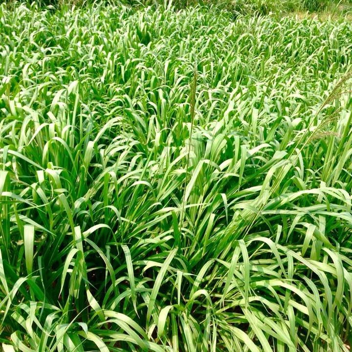 3000 เมล็ด หญ้า หญ้าเลี้ยงสัตว์ อาหารสัตว์ Grass Seeds หญ้ากินนีสีม่วง Purple Guinea Grass