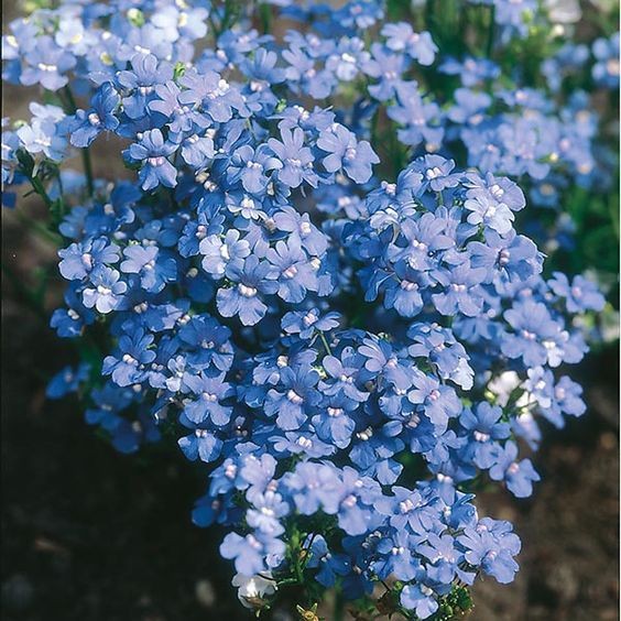 200 เมล็ด ลินาเรีย เนมีเซีย ดอกไม้ทนแดดทนฝน ปลูกง่าย Nemesia Seeds สายพันธุ์ Blue Gem