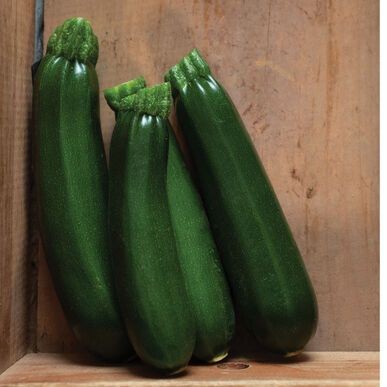 10 เมล็ด เมล็ดพันธุ์ ซูกินี หรือ บวบฝรั่ง คอร์เกตต์ Zucchini Seeds สายพันธุ์ Kefren
