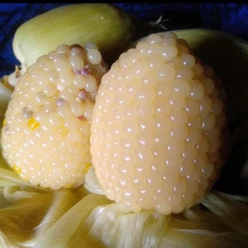 20 เมล็ด เมล็ดพันธุ์ ข้าวโพด ข้าวสาลี คง โพด บือเคส่ะ Corn Seeds สายพันธุ์ไทยแท้ ข้าวโพดเทียนจิ๋วแคระ