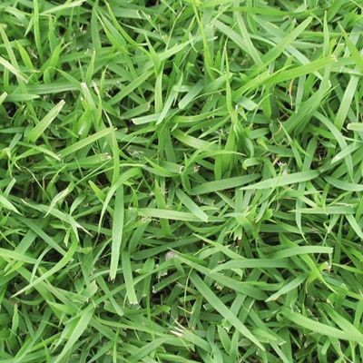 1000 เมล็ด หญ้าสนาม หญ้าแต่งสวน สายพันธุ์ หญ้าญี่ปุ่น