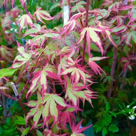 10 เมล็ด ต้นเมเปิ้ลญี่ปุ่น ไม้ประดับ ไม้บอนไซ Japanese Maple Seeds สายพันธุ์ Purple Green Japanese