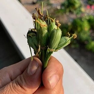 20 เมล็ด ลิเซียนทัส กุหลาบไร้หนาม กุหลาบเวียดนาม อัสโตม่า Eustoma ดอกสีม่วงเข้ม