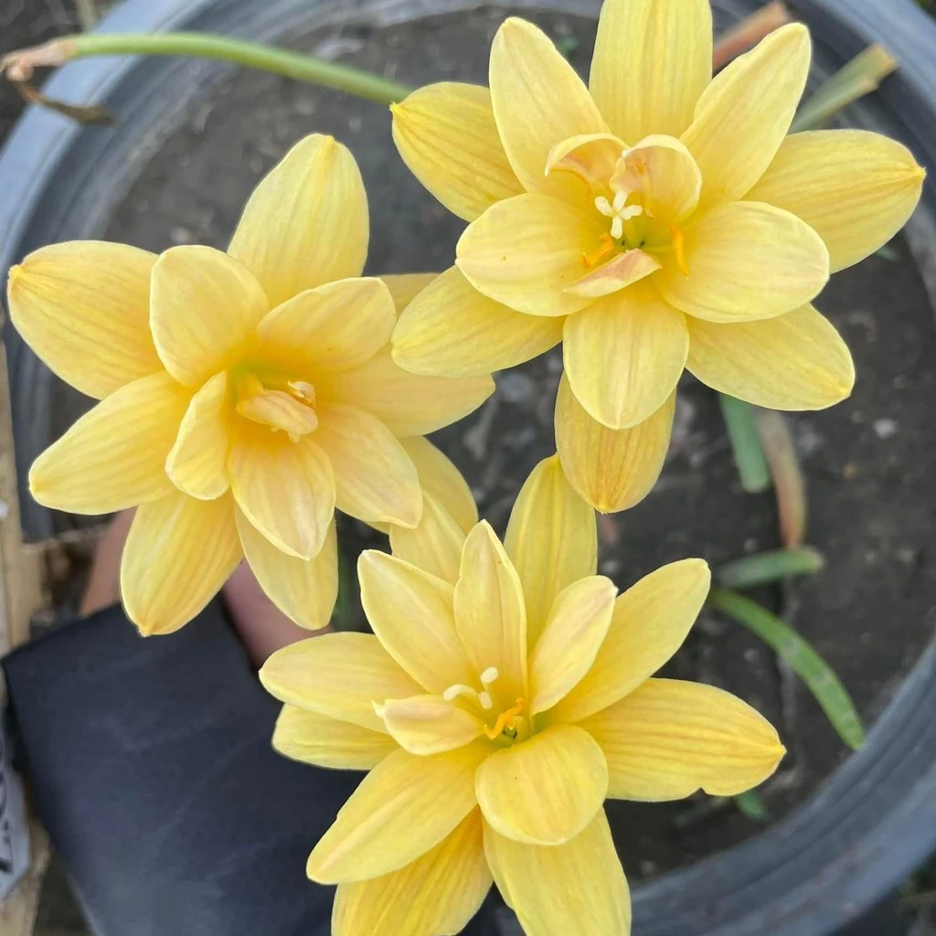 10 หัว บัวดิน บัวสวรรค์ บัวดิน บัวฝรั่ง บัวจีน Zephyr Flower ดอกบัวดินเข็มทิศทองคำ