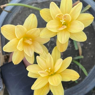 10 หัว บัวดิน บัวสวรรค์ บัวดิน บัวฝรั่ง บัวจีน Zephyr Flower ดอกบัวดินเข็มทิศทองคำ