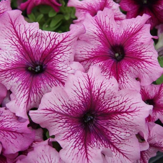 100 เมล็ด พิทูเนีย Petunia Grandiflora สายพันธุ์ Limbo Orchid Vein