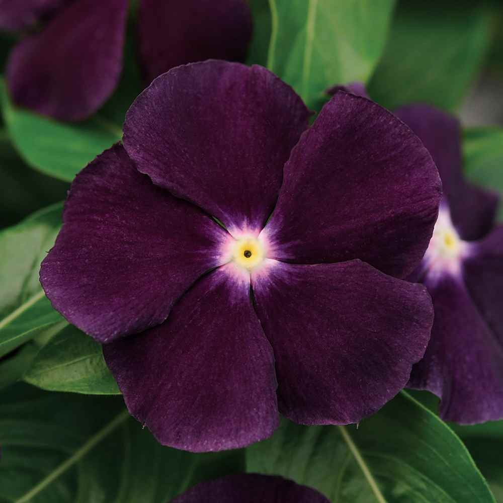 20 เมล็ด ดอกแพงพวย แพงพวยฝรั่ง เมล็ดVinca Periwinkle Seeds สายพันธุ์ Blackberry