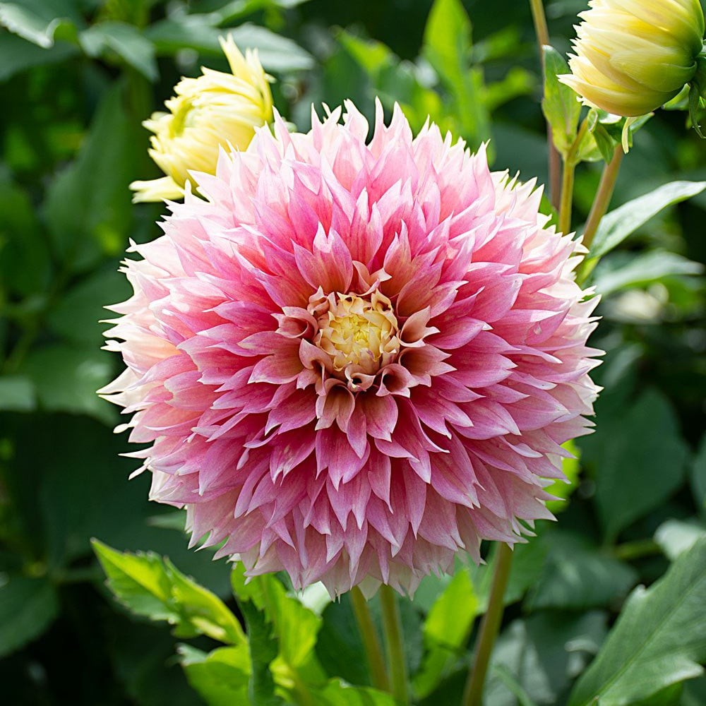 20 เมล็ด ดอกไม้ ดอกรักเร่ ดาห์เลีย ความสง่างาม ความเข้มแข็ง Dahlia Seeds สายพันธุ์ Kogane Fubuki