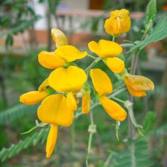 50 เมล็ด ดอกโสน โสนหิน หรือ โสนกินดอก Sesbania javanica Seeds