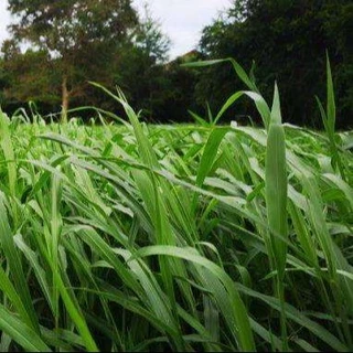 1000 เมล็ด หญ้ารูซี่ ปรับหน้าดิน และ อาหารสัตว์ Brachiaria ruziziensis Seeds