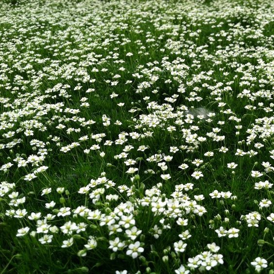 100 เมล็ด ไอริสมอส Irish Moss หญ้ามอส หญ้ามอสดิน มอสจัดสวนจิ๋ว