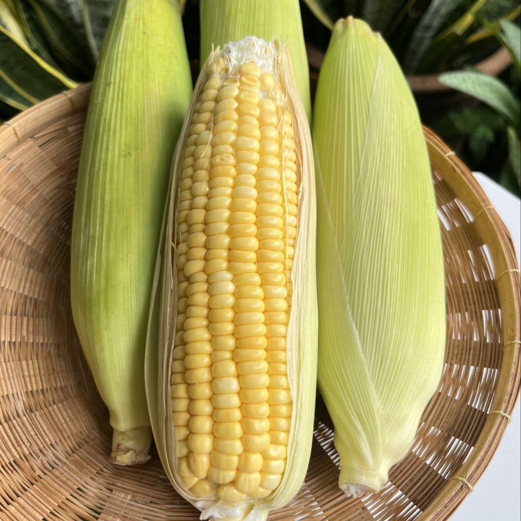 50 เมล็ด ข้าวโพด ข้าวสาลี คง โพด บือเคส่ะ Corn Seeds สายพันธุ์ไทยแท้ ข้าวโพดหวานลูกผสม ซันสวีท