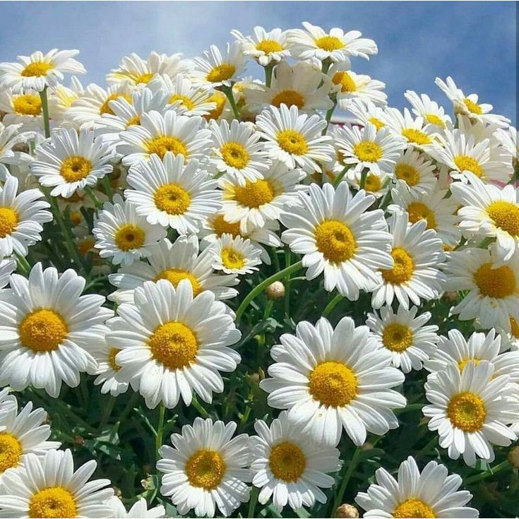 50 เมล็ด ดอกเดซี่ DAISY ดอกไม้แห่งรัก