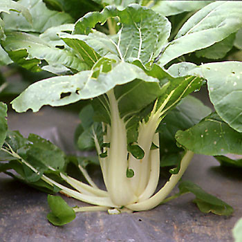 600 เมล็ด กวางตุ้งฮ่องเต้ไทนี่ Emperor Bok Choy in Tires