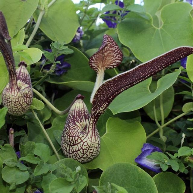 10 เมล็ด ไก่ฟ้าพญาลอ ว่านดอกไก่ Aristolochia ringens Flower Seeds