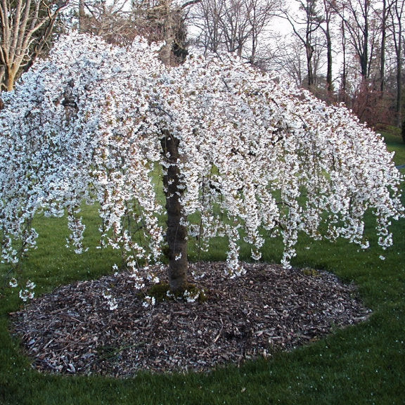 15 เมล็ด ซากุระ บอนไซ ดอกซากุระ ดอกคิคุ Cherry blossom Seeds Sakura สายพันธุ์ Snow Fountains