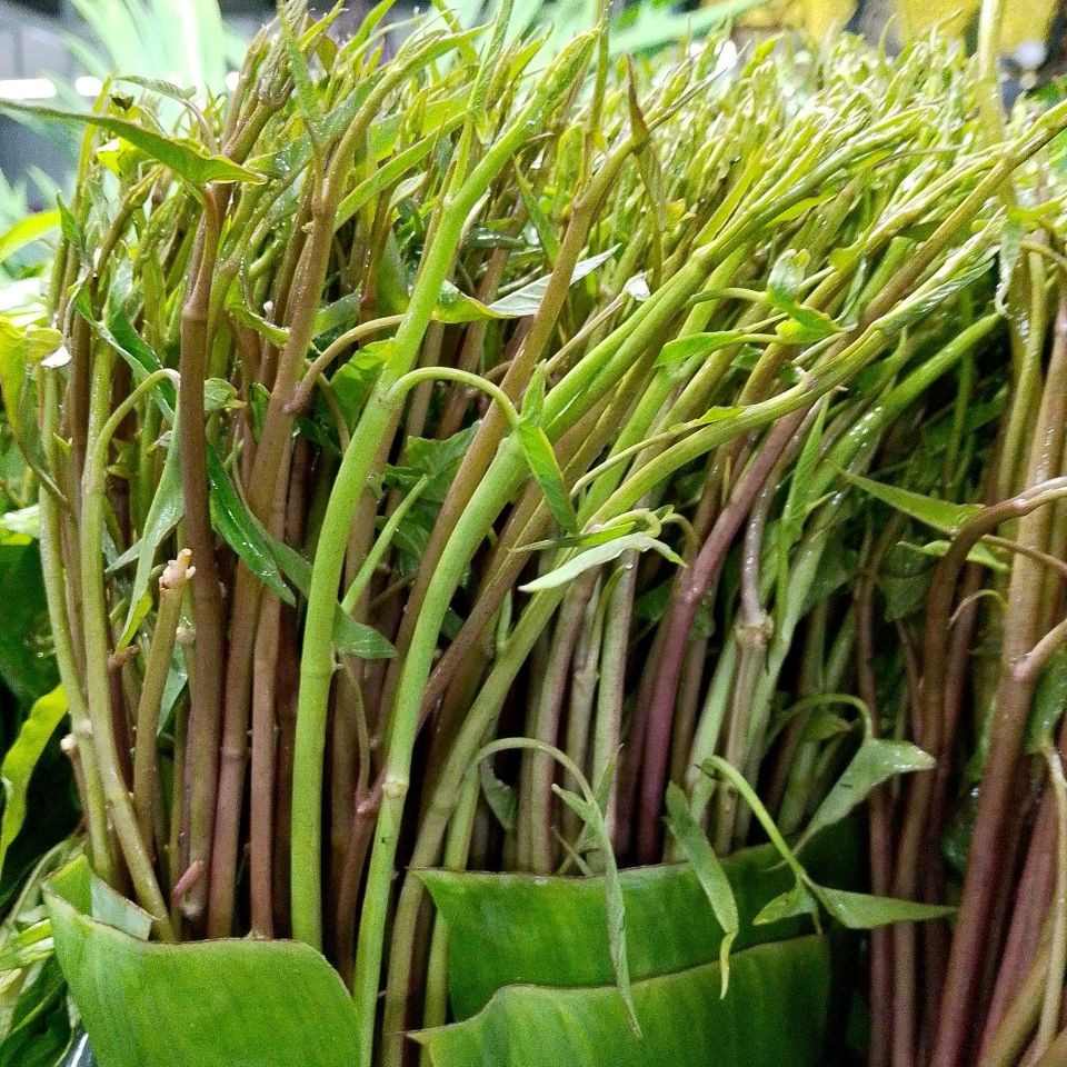 50 เมล็ด ผักบุ้ง ผักทอดยอด กำจร Convolvulaceae Seeds NON-GMO สายพันธุ์ ผักบุ้งนา