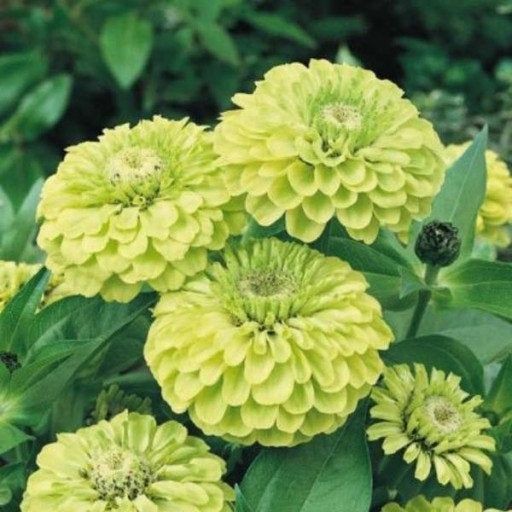 50 เมล็ด เมล็ดดอกไม้ บานชื่น บานชื่นซ้อน 50-60 วัน ออกดอก Zinnia Seeds สายพันธุ์ Zinnia Envy