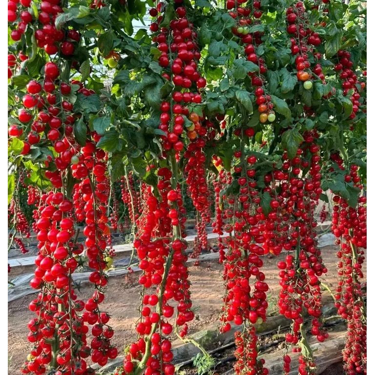 20 เมล็ด มะเขือเทศ มะเขือส้ม Tomato Seeds สายพันธุ์ Sweet Waterfall
