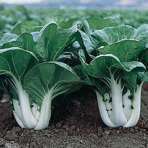 50 เมล็ด มินิบ็อกฉ่อย บ๊อกฉ่อย เบบี้ผักฉ่อย (Bok Choy) ลูกผสม (F1 - Hybrid)