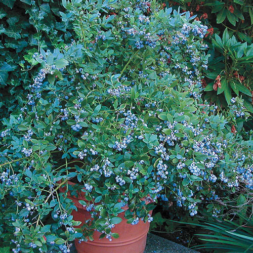 25 เมล็ด บูลเบอร์รี่ เมล็ดเบอรรี่ Blueberry Seeds สายพันธุ์ Sunshine Blue Southern Highbush