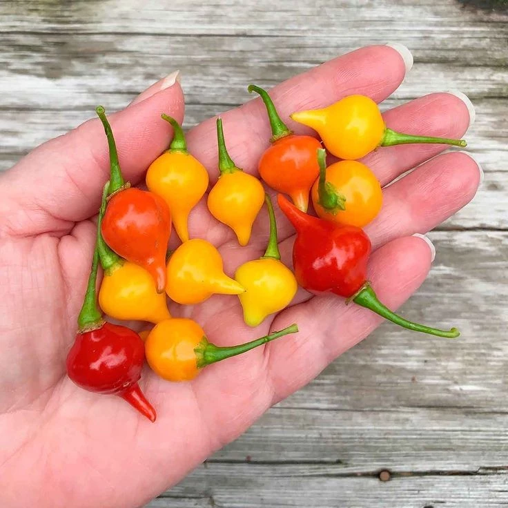 20 เมล็ด พริก Chili pepper Seeds สายพันธุ์ Biquinho Sweety Drop