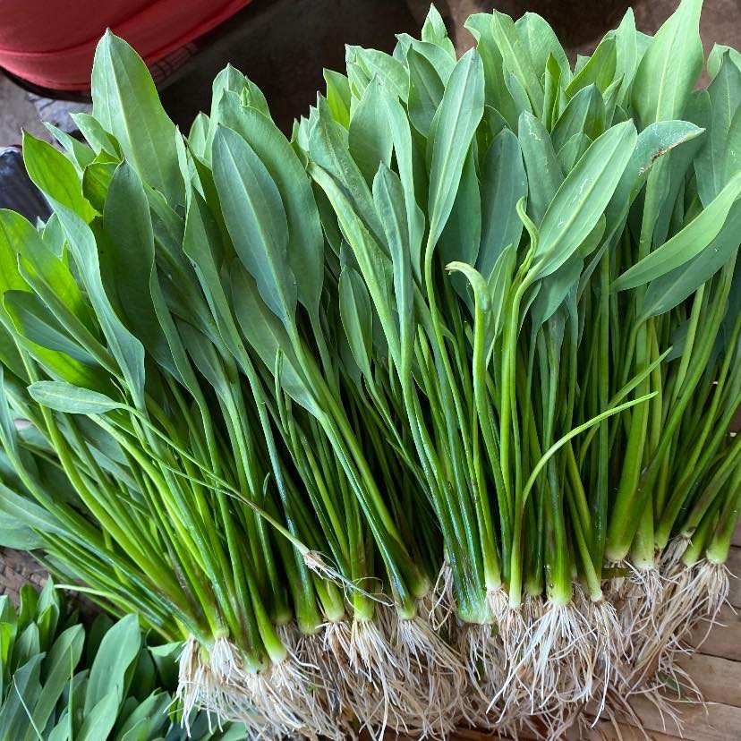 1000 เมล็ด ผักพายน้อย ตาลปัตรฤาษี ผักพาย Limnocharis Flava Seeds