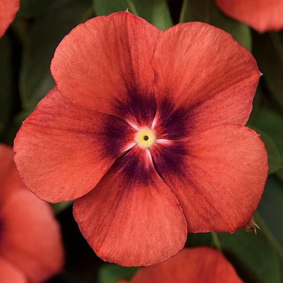 50 เมล็ด ดอกแพงพวย Cayenne Jasmine แพงพวยฝรั่ง Vinca Flower Seeds สายพันธุ์ Tangerine Vinca