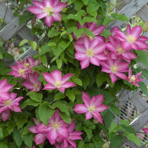 30 เมล็ด คำปองน้อย เคล็มแม็ททิส ราชินีแห่งไม้เลื้อย Clematis Flower Seeds สายพันธุ์ Asao