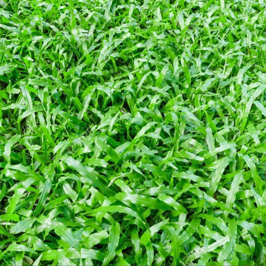 2000 เมล็ด หญ้า หญ้าสนาม หญ้าประดับสวน Grass Seeds สายพันธุ์ หญ้านวลน้อย Manila Grass